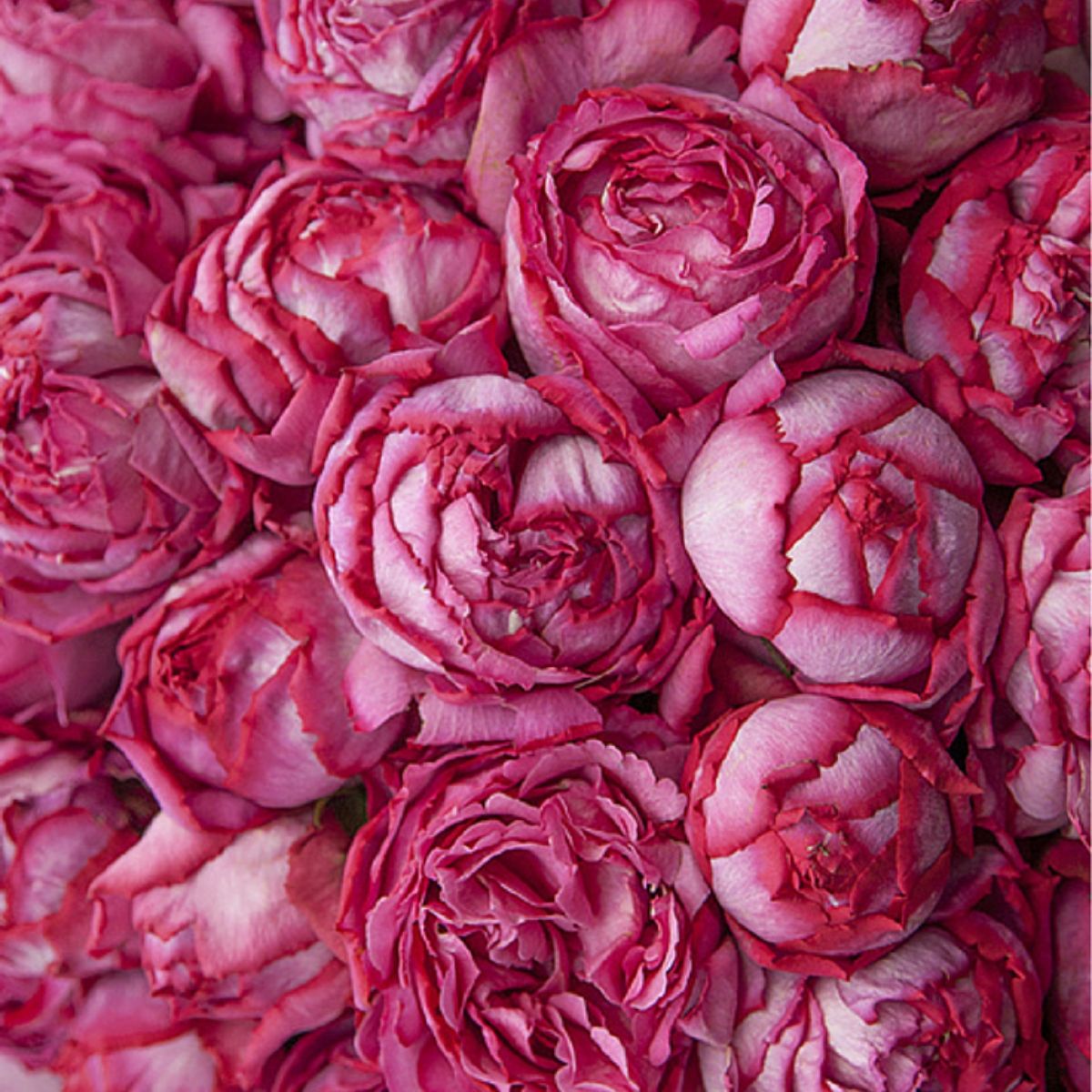 rose-yves-piaget®-cut-flower-on-thursd