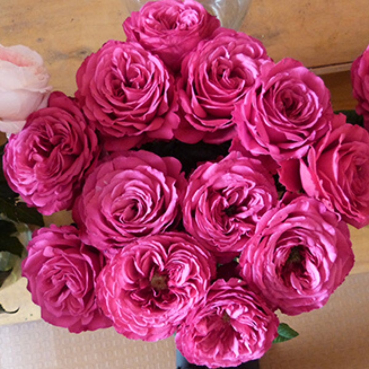 Rose Princess Kishi - Product onThursd