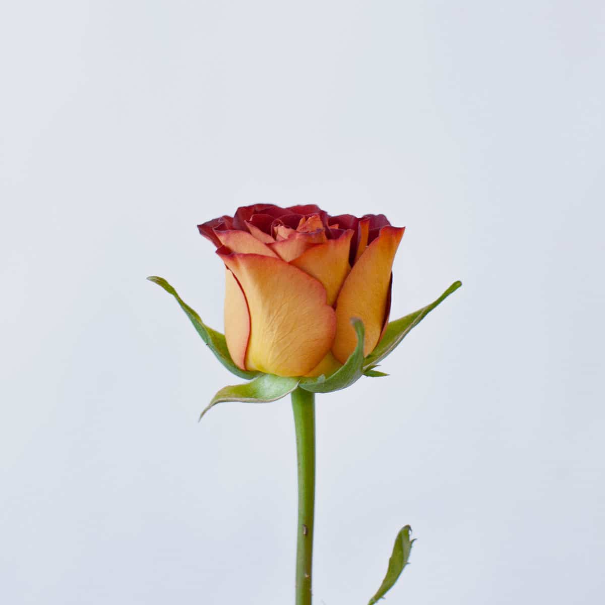 Rose Hot Rock - Thursd.com product header image