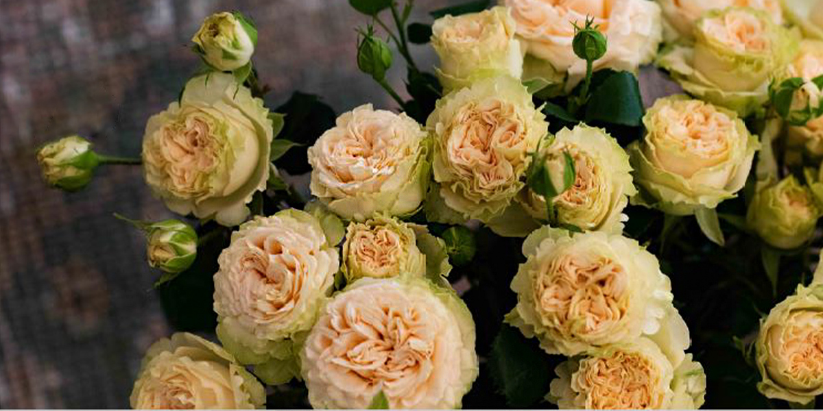 rose-summerrose-cut-flower-on-thursd-header