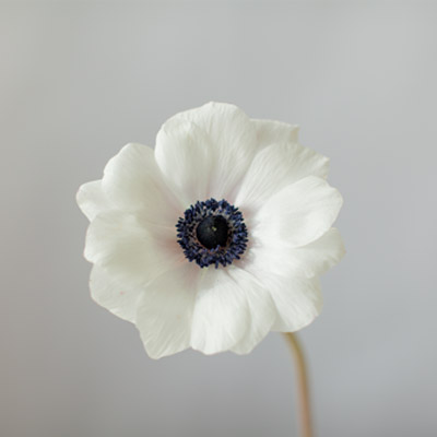 Anemone Panda Thursd