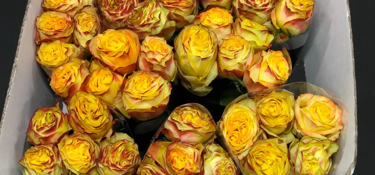 week-9-rose-yellow-stone-from-grower-akina-cut-flowers-on-thursd-for-peter-weekly-menu
