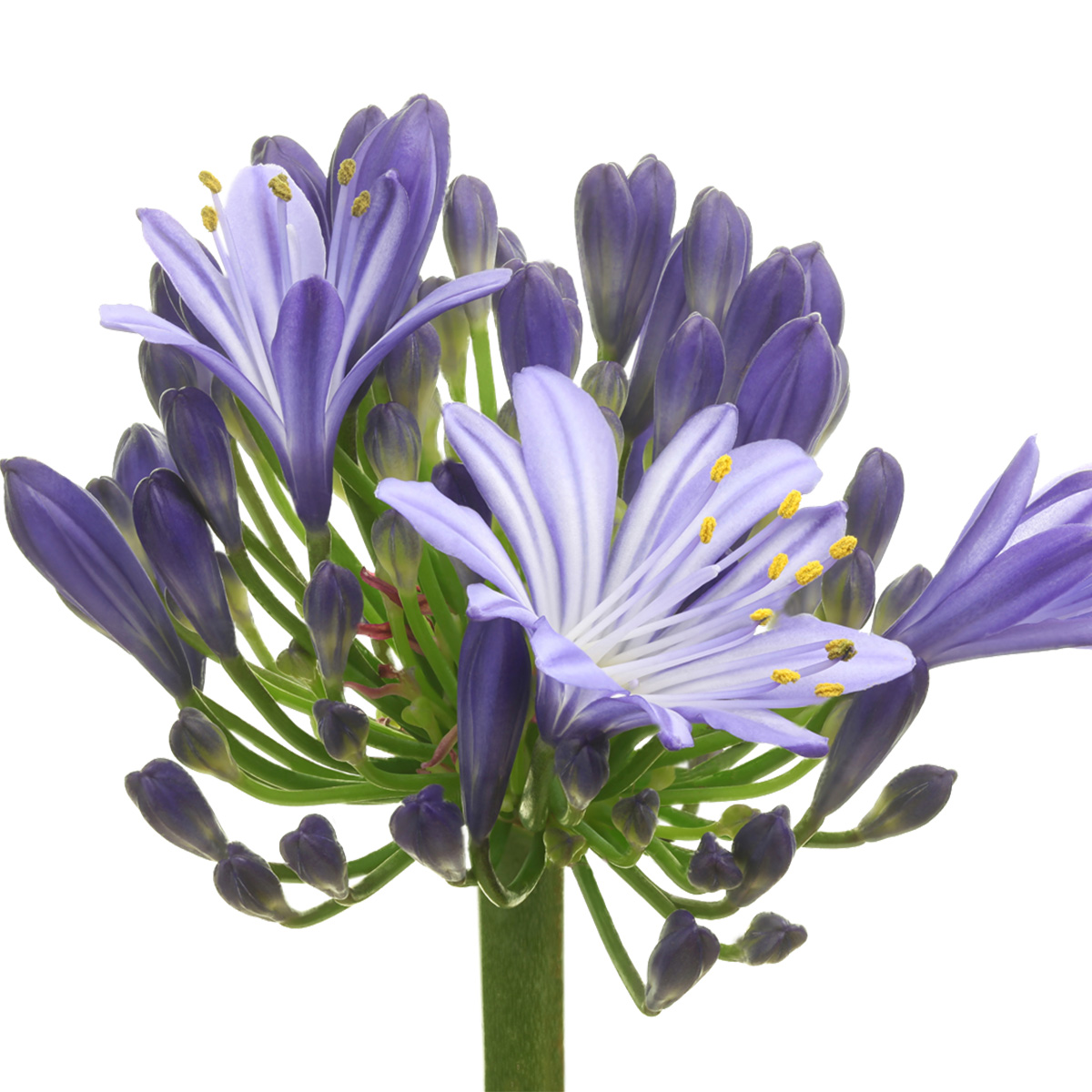 Agapanthus Mediterranee - Product onThursd