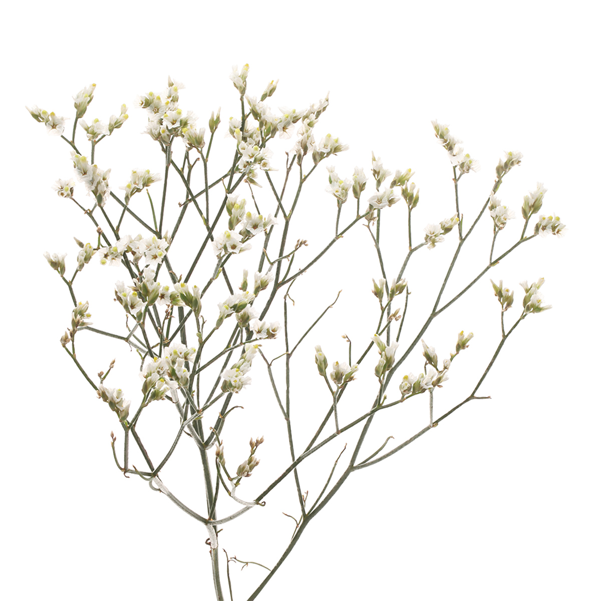 Limonium Piña Colada
