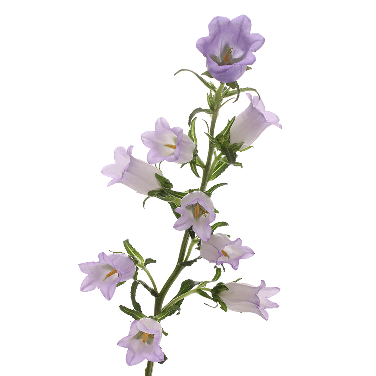 Campanula Champion Lavender