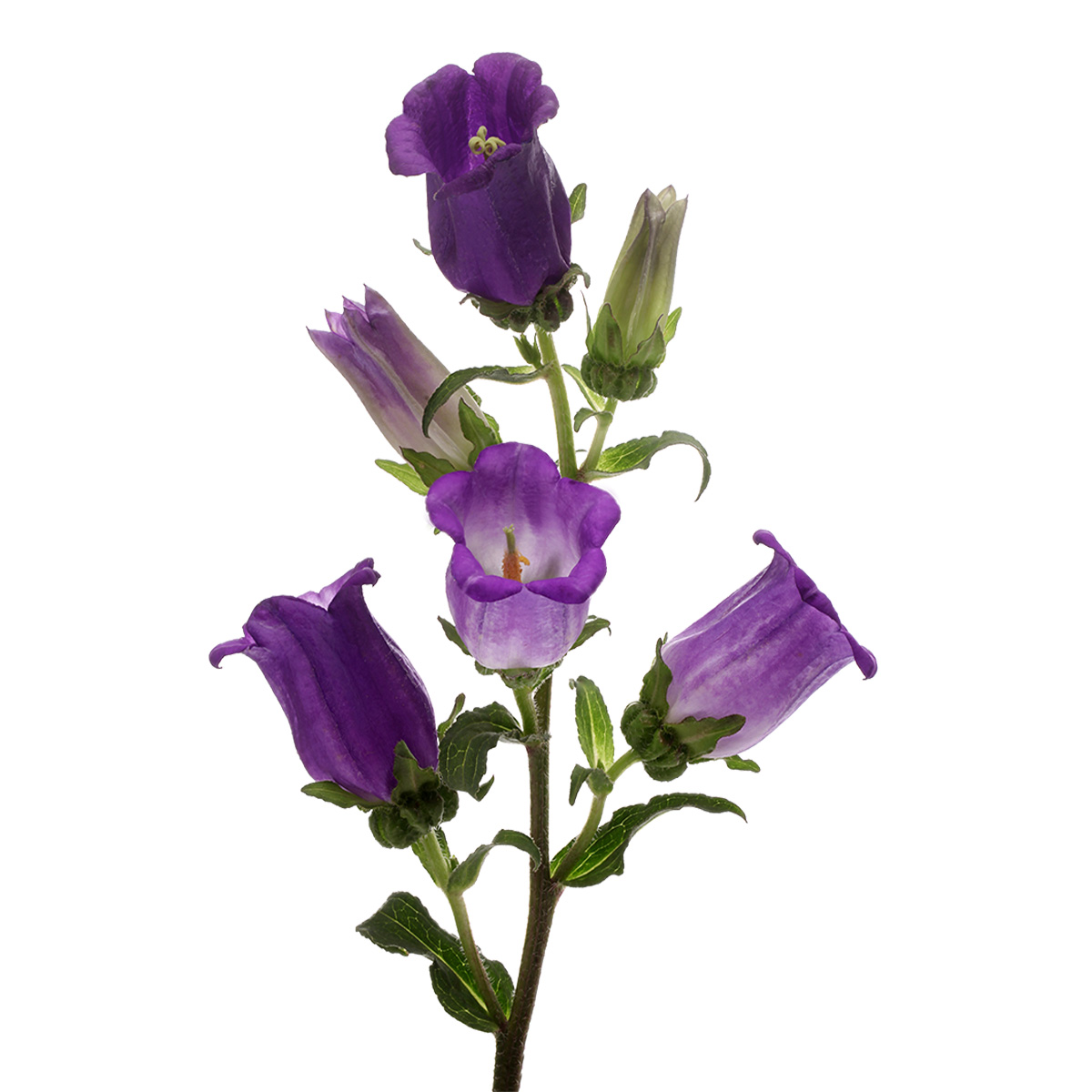 Campanula Champion Blue - Product onThursd