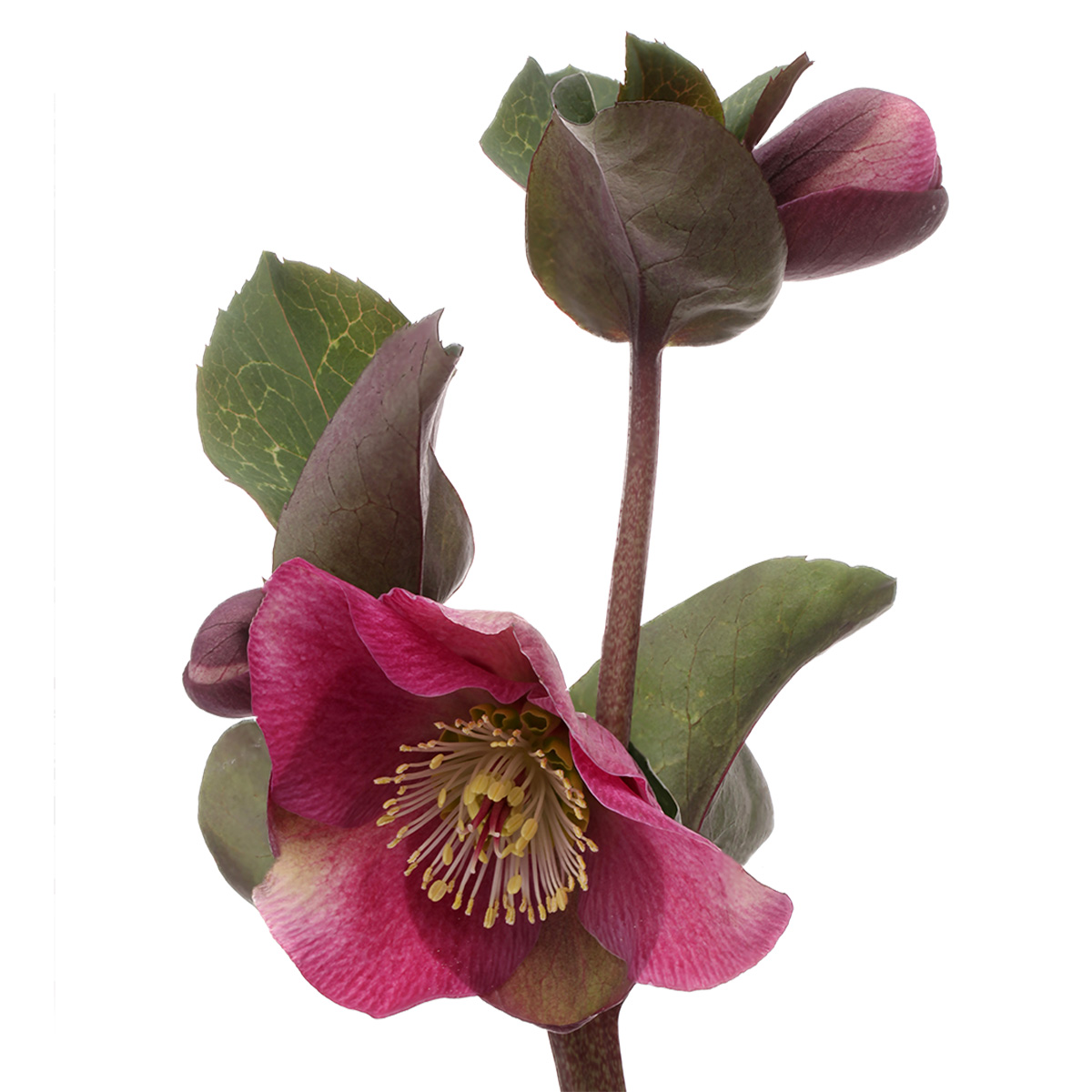 Helleborus Anna's Red