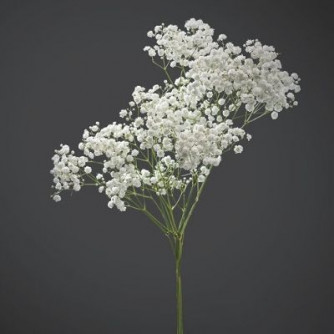 Gypsophila Xlence®