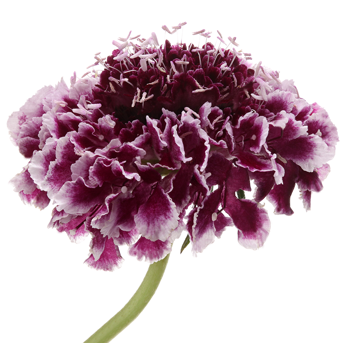 Scabiosa Cherry Vanilla Scoop® - Product onThursd