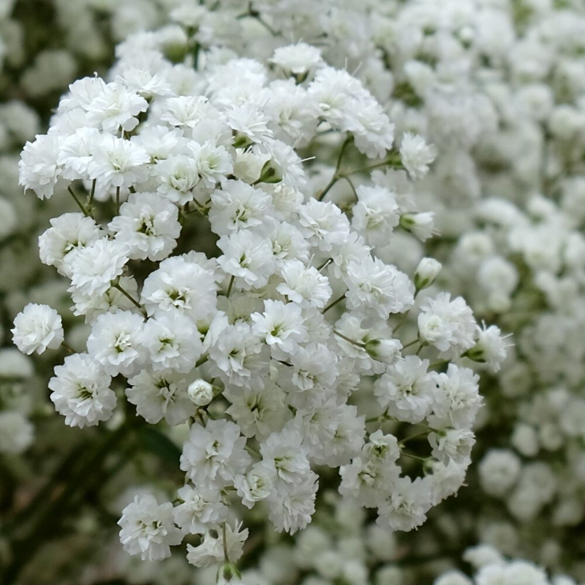 Gypsophila Inzignia Cloud