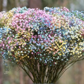 Gypsophila Rainbow - Product onThursd