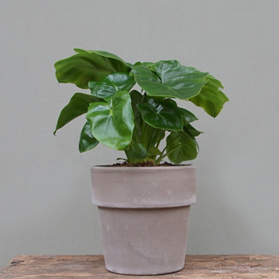 philodendron neon Philodendron main image 1