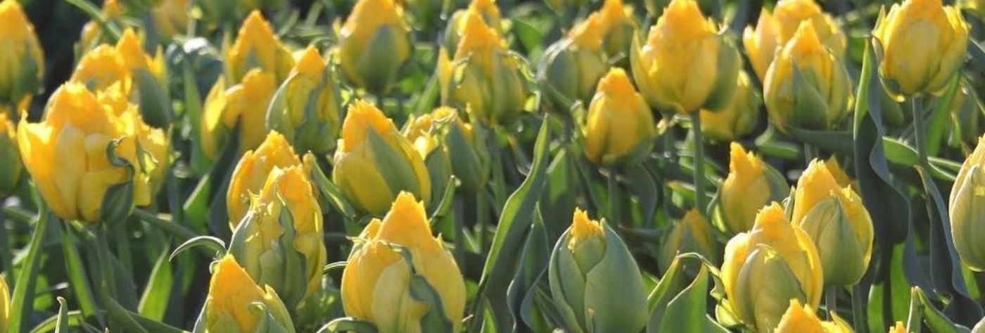 tulip-tropical-wave-cut-flower-on-thursd-header
