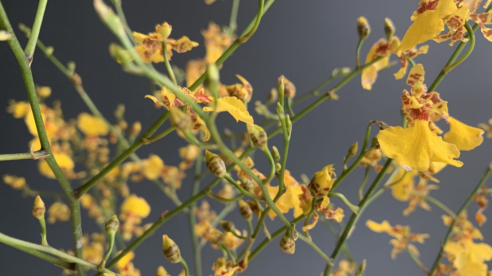 oncidium-golden-shower-cut-orchids-on-thursd-facebook