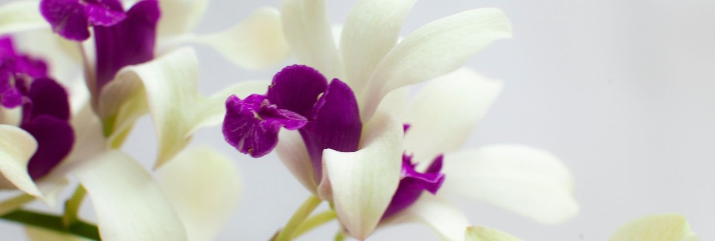 dendrobium-woon-leng-cut-orchids-on-thursd-header