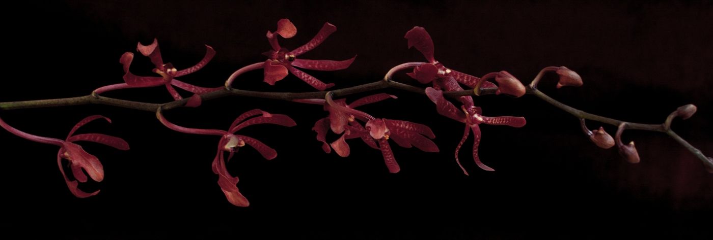 aranda-anne-black-cut-orchids-on-thursd-header
