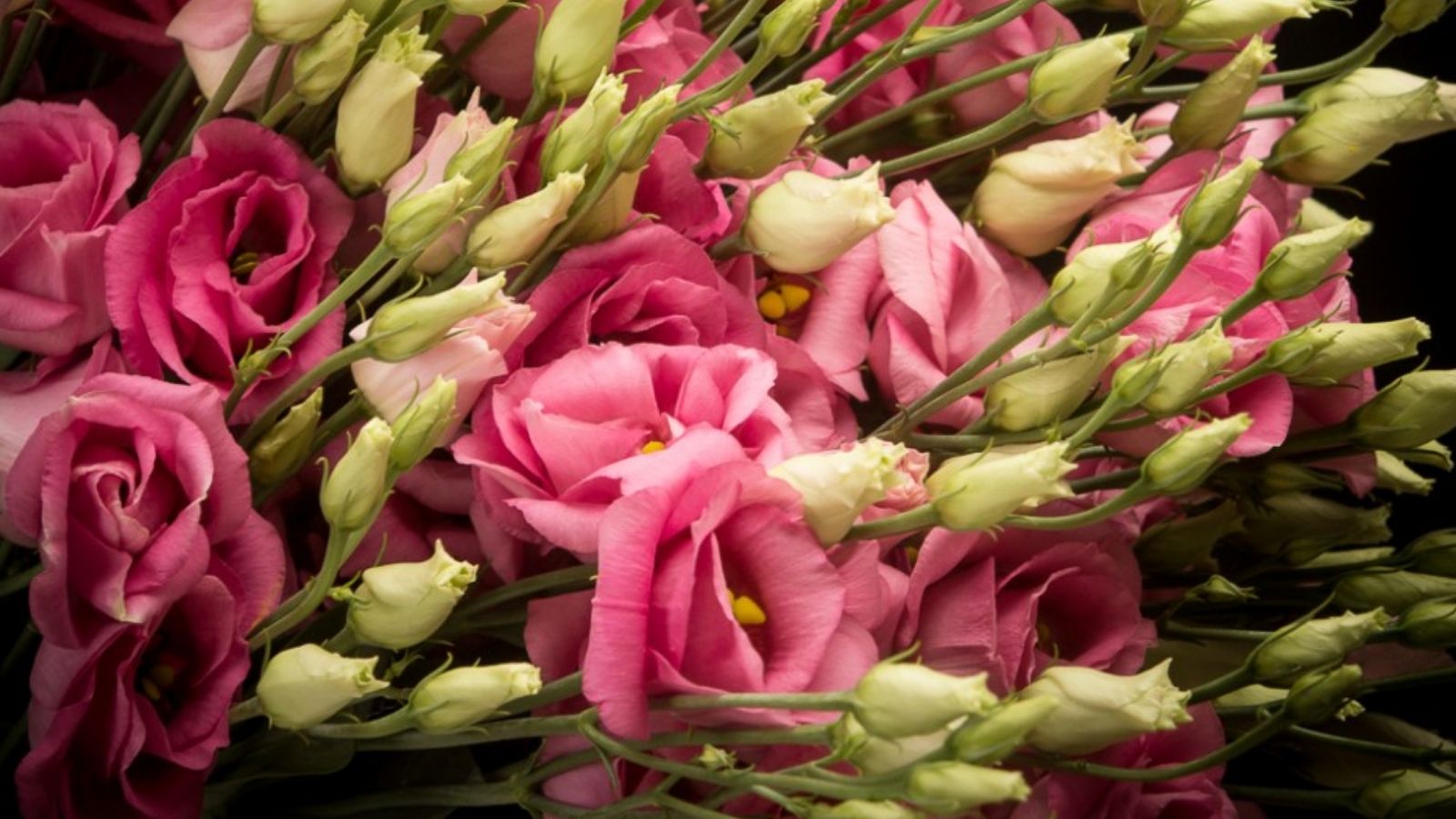 lisianthus-rosita-pink-cut-flower-on-thursd-facebook