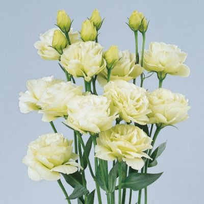 Lisianthus Falda Apricot - Thursd