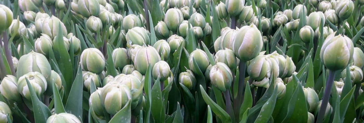 tulip-double-surprise-cut-flower-on-thursd-header