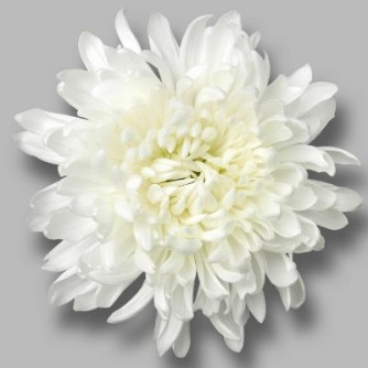 Chrysanthemum Antonov