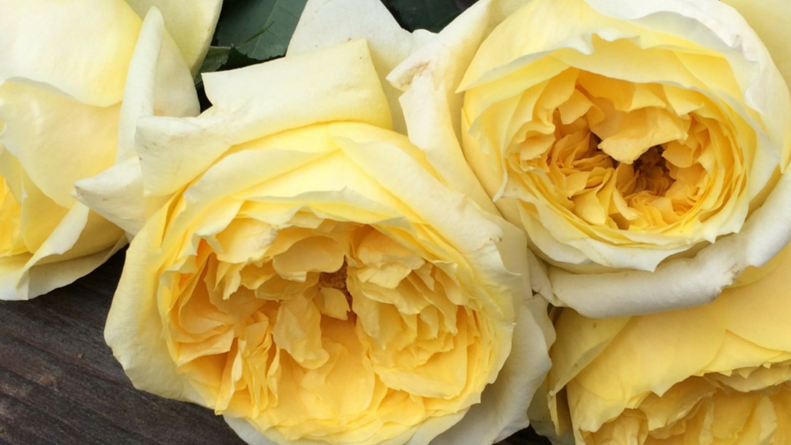 rose-toulouse-lautrec-cut-flowers-on-thursd-on-thursd-facebook