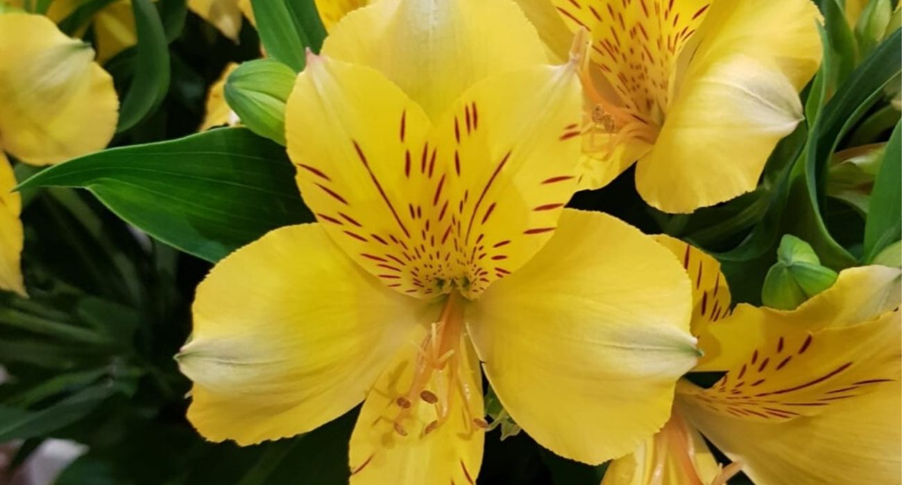 alstroemeria-lemon-cut-flower-on-thursd-header