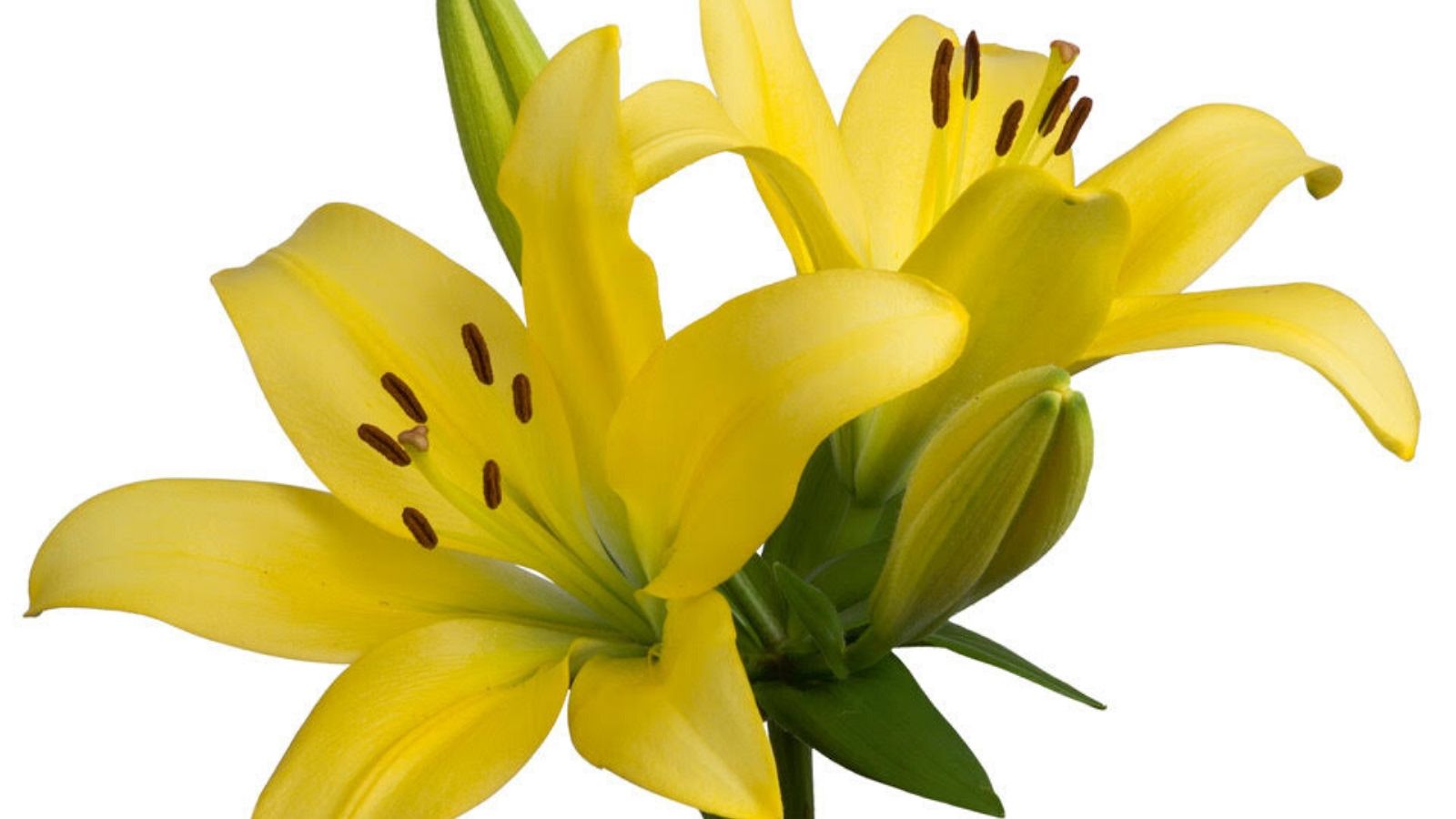 How Do Our Brains Respond to Yellow Flowers? - Article onThursd