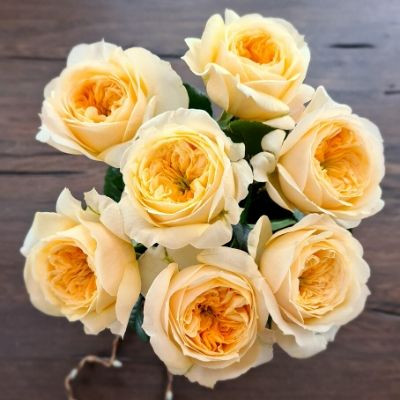 Rose Monte Carlo - Thursd