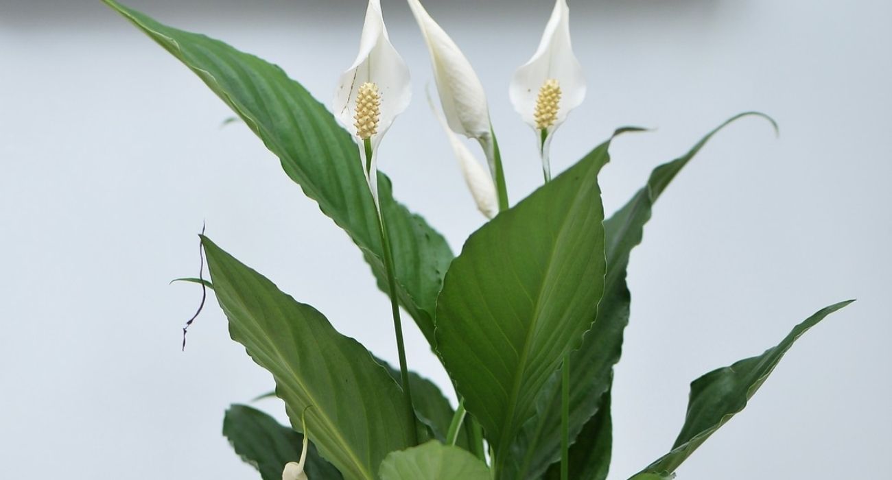 spathiphyllum-verdi-flowering-indoor-plant-on-thursd-header