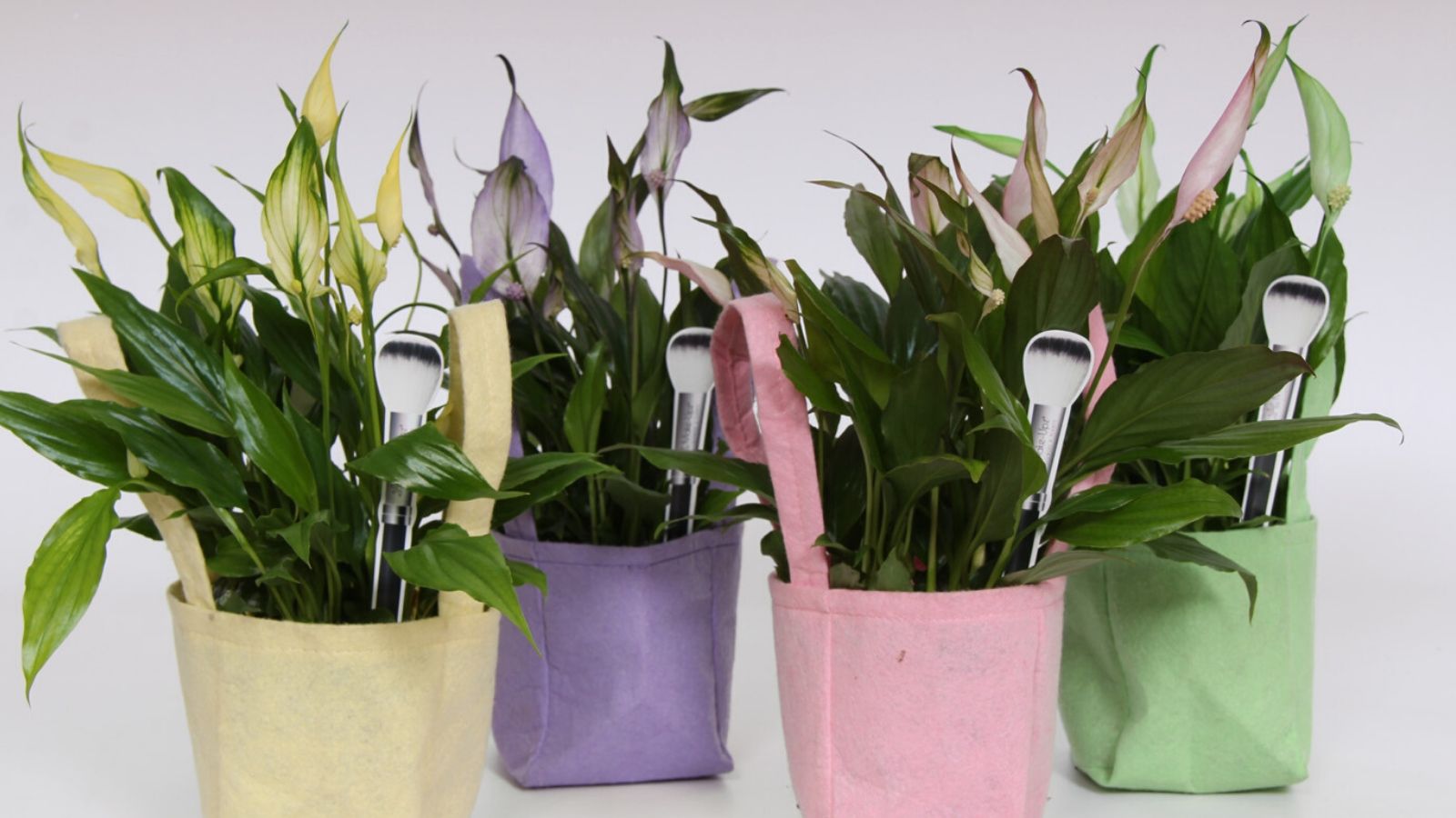 Spathiphyllum Make-Upz | Product Featured on Thursd.com