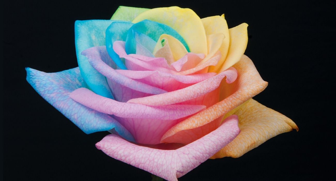 roses-rainbow-cut-flower-on-thursd-header