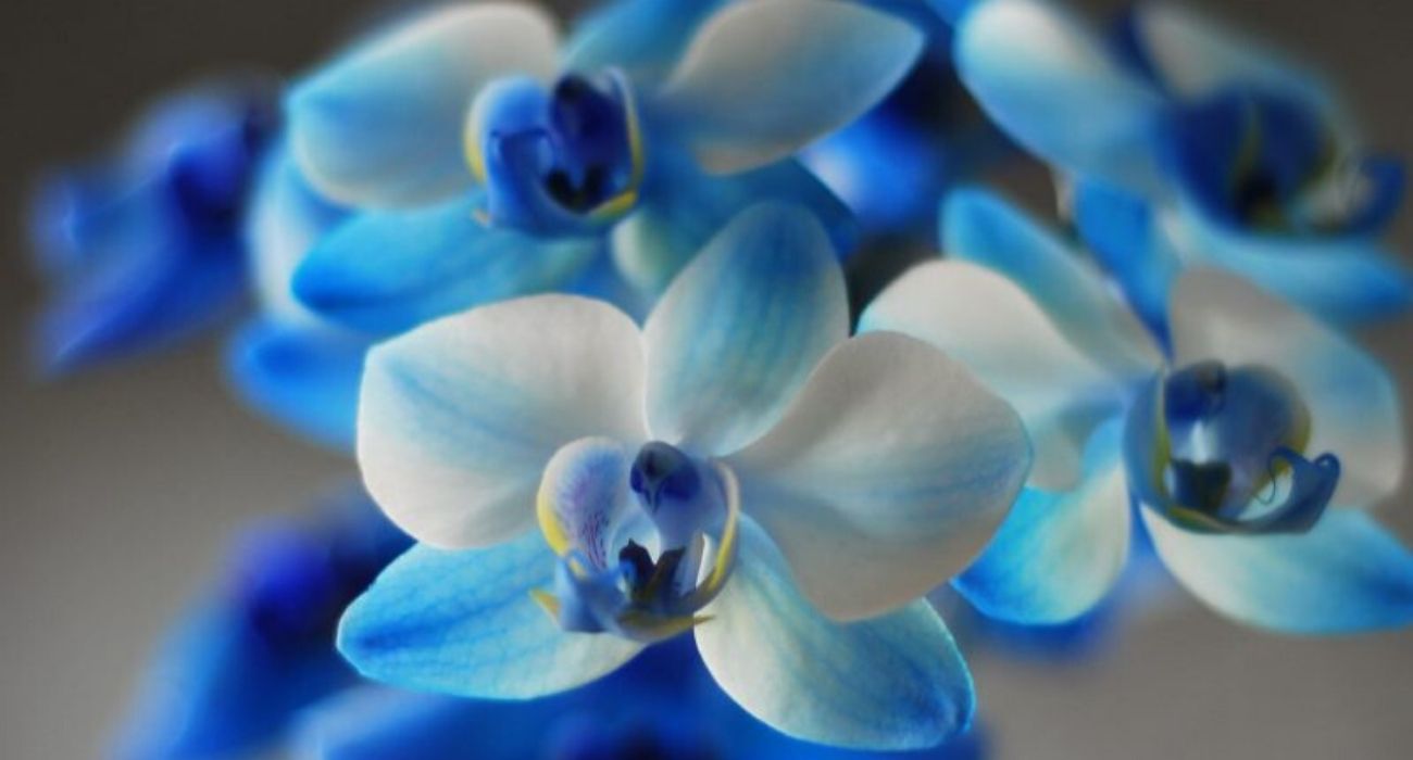 phalaenopsis-royal-blue-indoor-flowering-plant-on-thursd-header