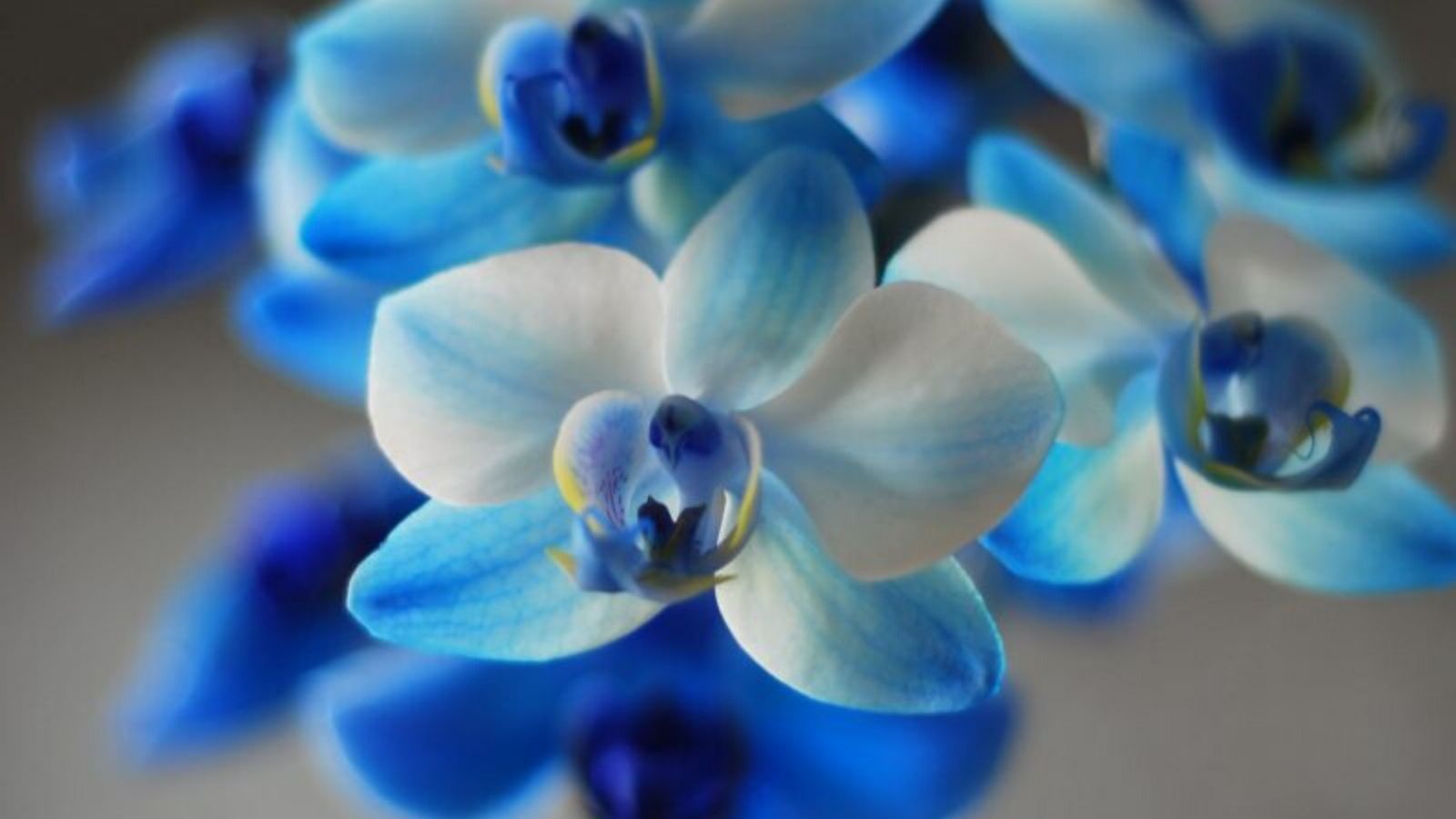 Phalaenopsis Royal Blue - Product on Thursd