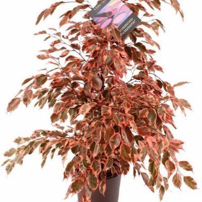 Make-Upz - Grower featured on Thursd