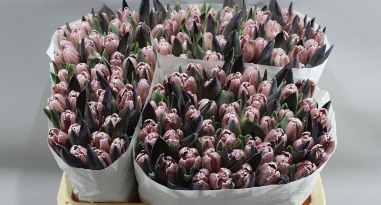 tulip-brownies-cut-flower-on-thursd-header