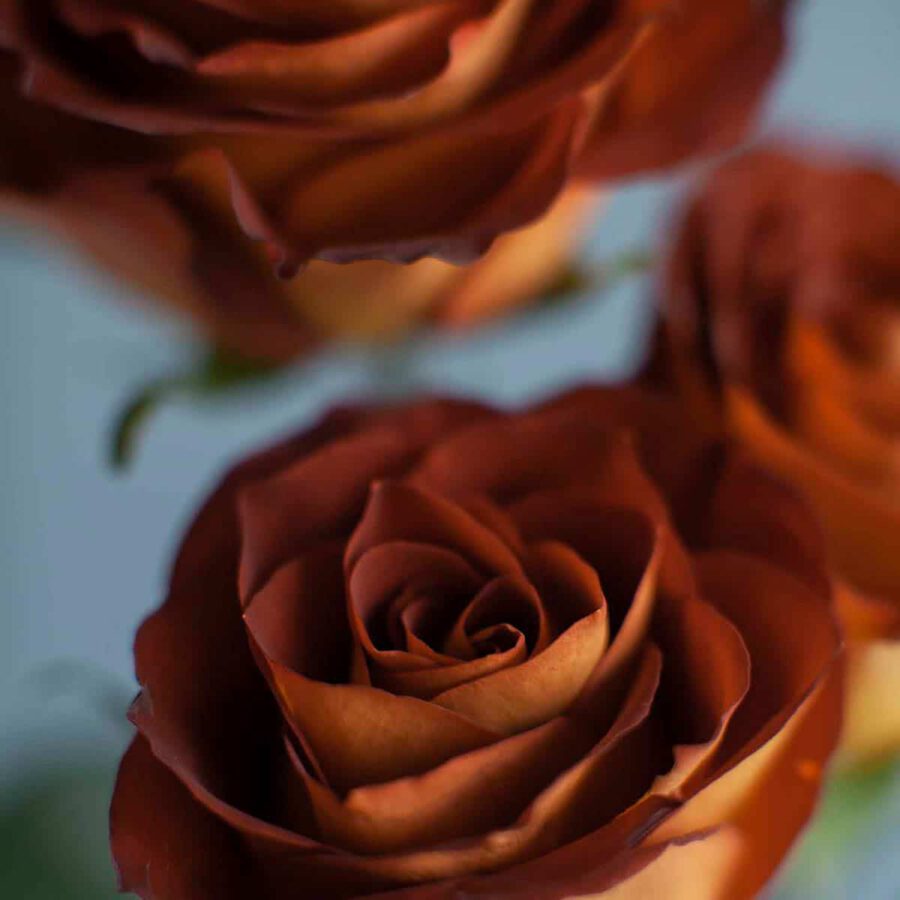 brown rose flowers