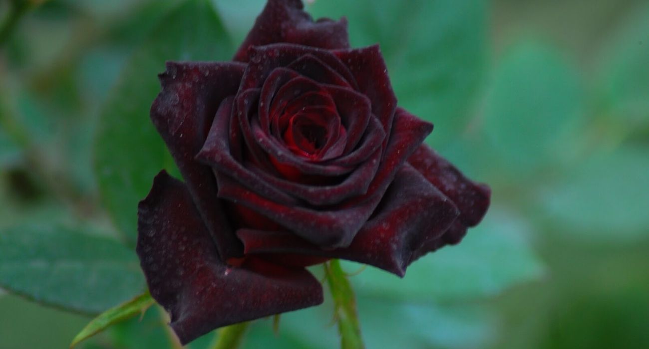 rose-black-baccara-cut-flower-on-thursd-header