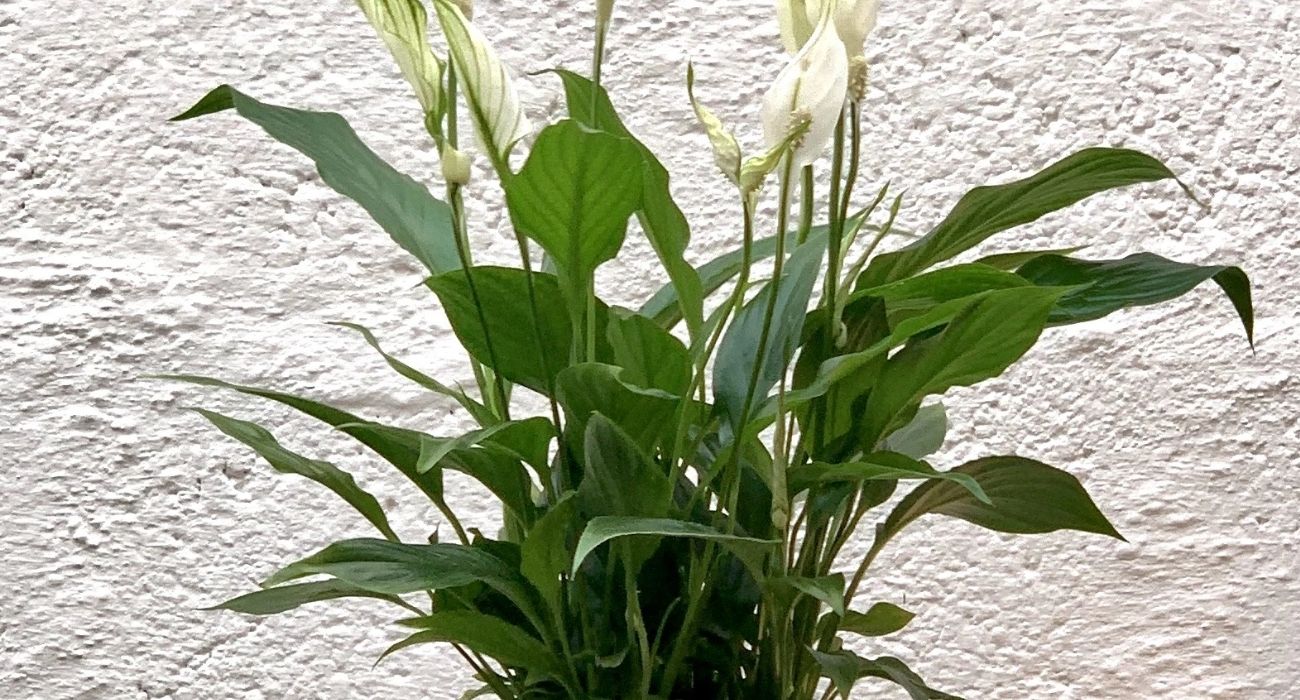 spathiphyllum-bellini-flowering-indoor-plant-on-thursd-header