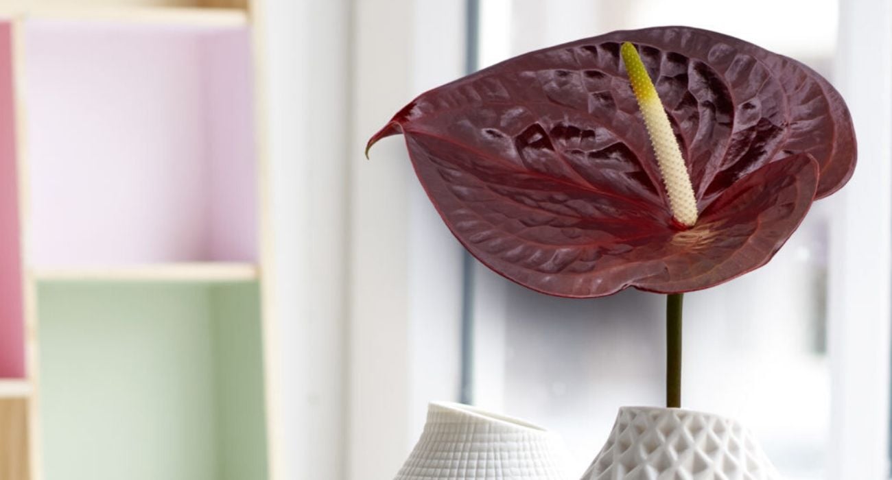 dragon fruit plant indoor Rare Red Dragon Fruit main image 1