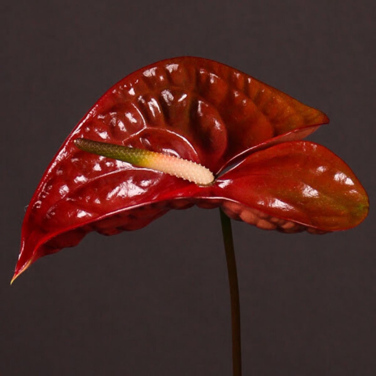 Anthurium Tropic Night - Product on Thursd