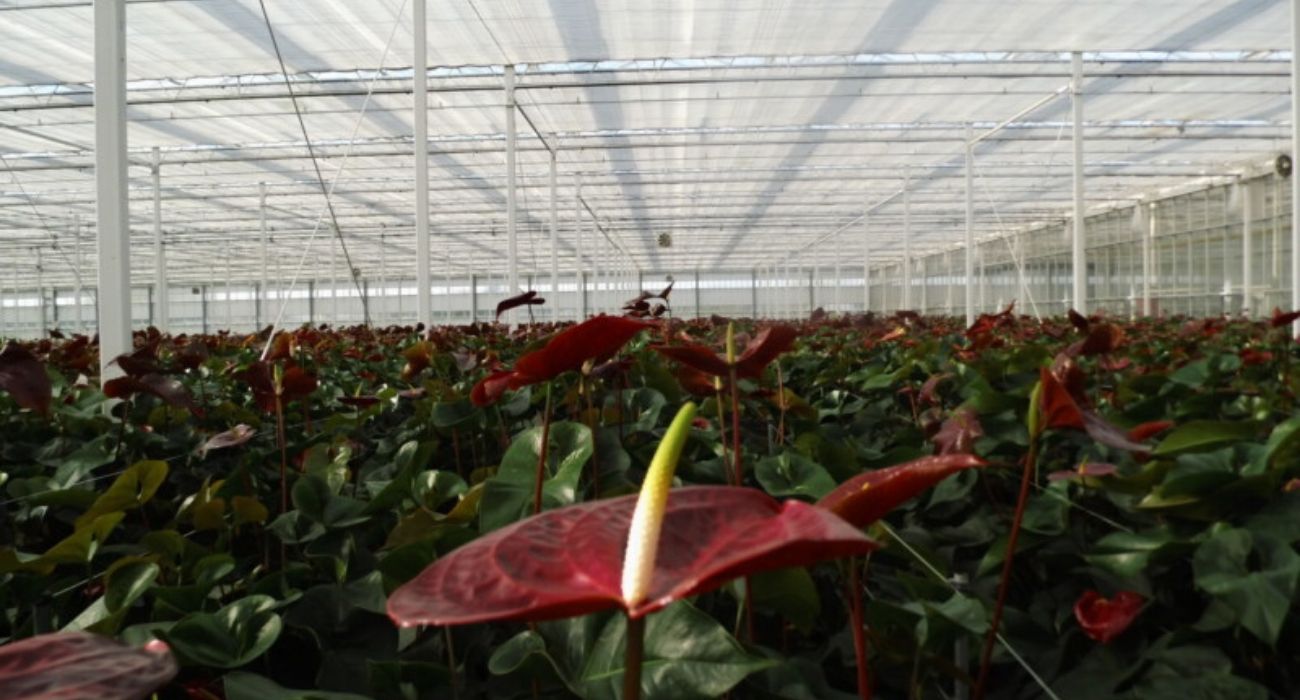Anthurium Tropic Night - Product on Thursd
