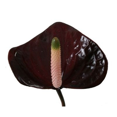 Anthurium Black Love | Product Featured on Thursd.com