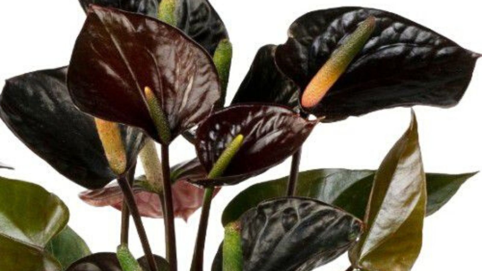 Anthurium Black Love | Product Featured on Thursd.com