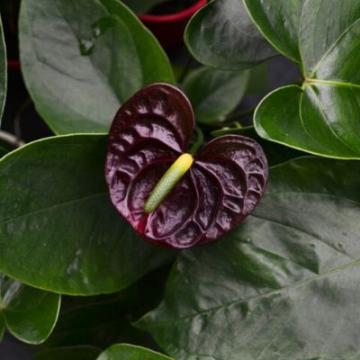 alocasia zebrina plant Alocasia Zebrina