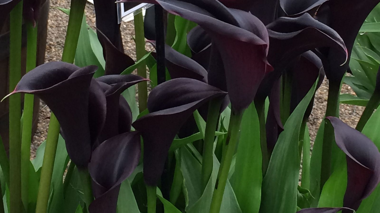 タグ付き新品▪️plage▪️ calla lily ビスチェ (black) calla lily ビスチェ (black)（その他トップス）｜Plage