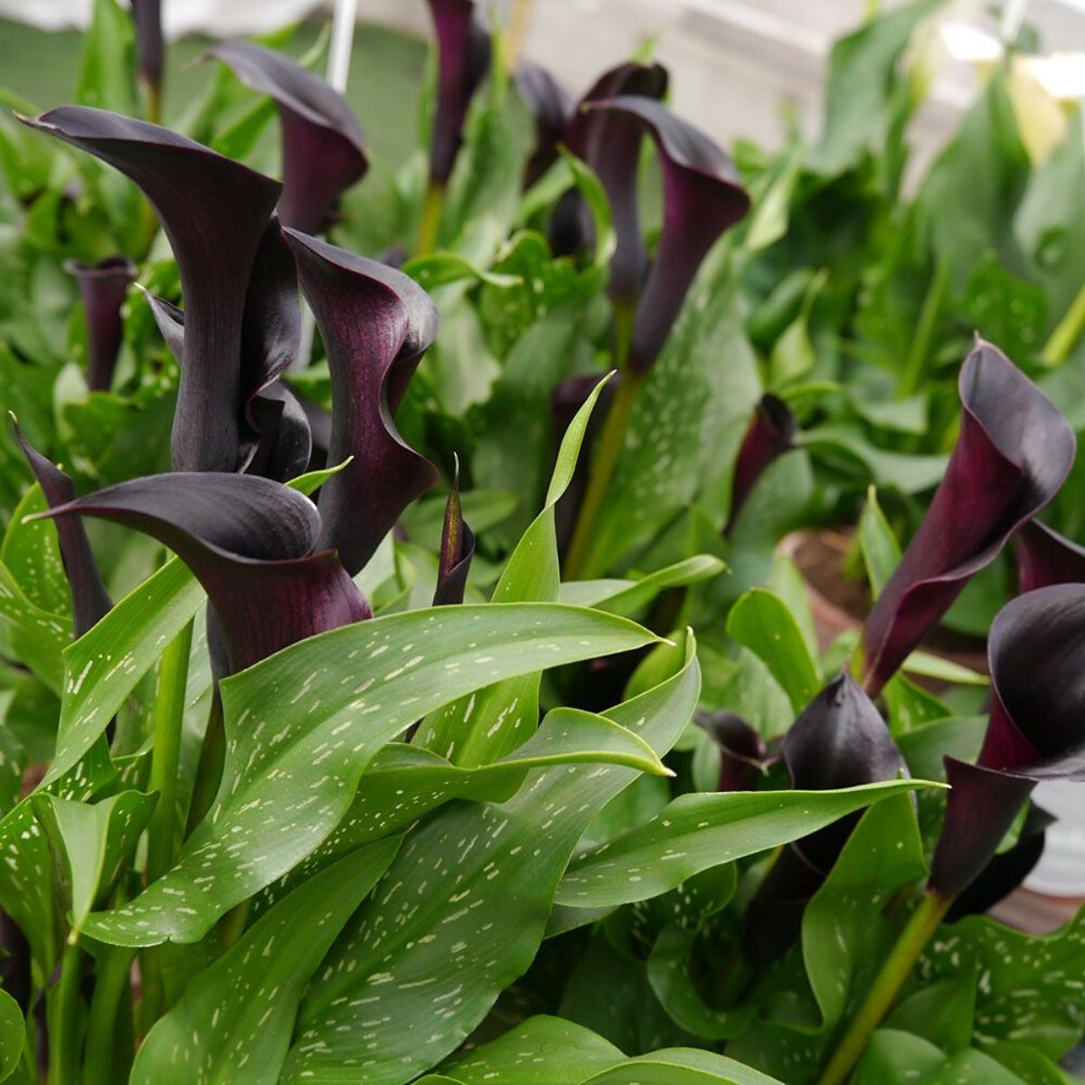 Odessa Calla Lily 