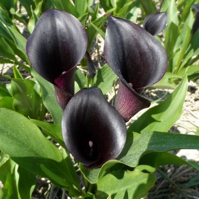 Calla odessa - Thursd.com product header image