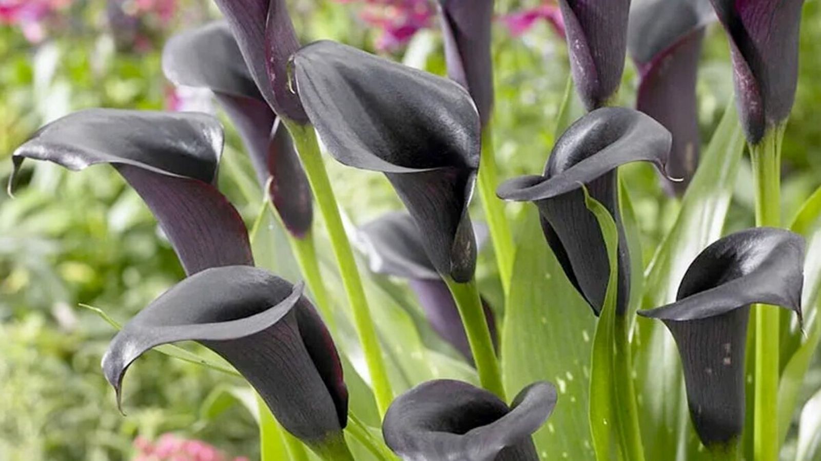 Black Tulips - Are They Really Black in Color? - Article onThursd