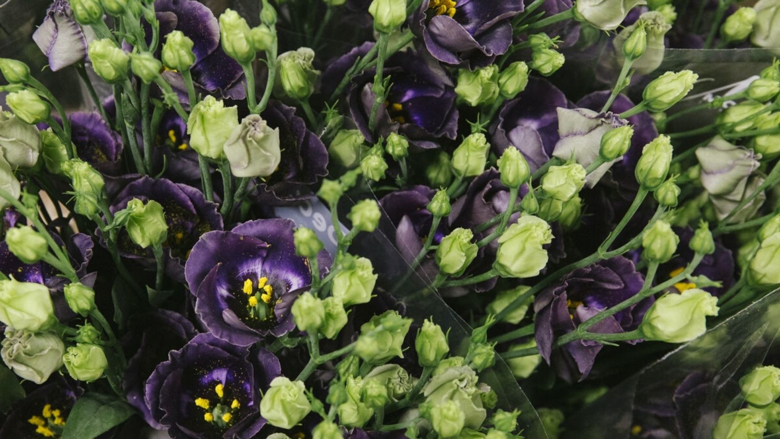 Lisianthus Bohemian Black Violet Product onThursd