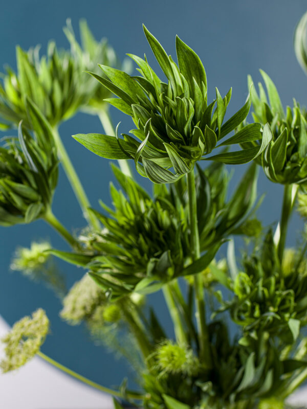 Discover the New Alstroemeria Green Planet